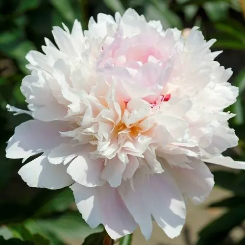 Пион АЛЕРТИ травянистый  Пион АЛЕРТИ травянистый в Калининграде