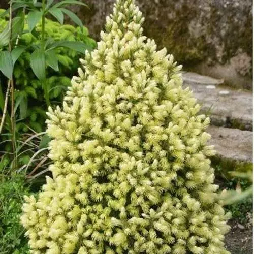 Ель МАЙГОЛД колючая  Ель МАЙГОЛД колючая в Калининграде