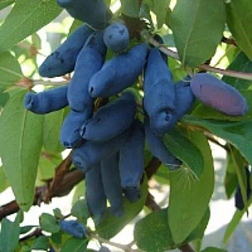 Жимолость съедобная ГОРДОСТЬ БАКЧАРА в Калининграде