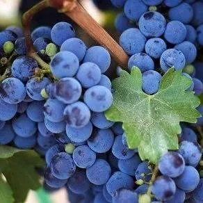 Винный   Винный  в Калининграде