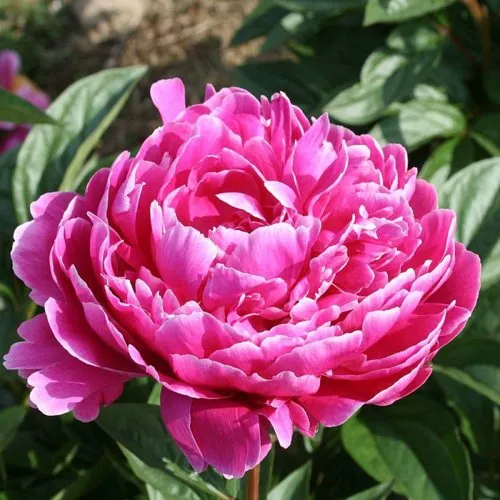 Пион СЕБАСТЬЯН МААС травянистый  Пион СЕБАСТЬЯН МААС травянистый в Калининграде