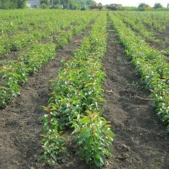Подвой груши ДИКАЯ ГРУША  Подвой груши ДИКАЯ ГРУША в Калининграде