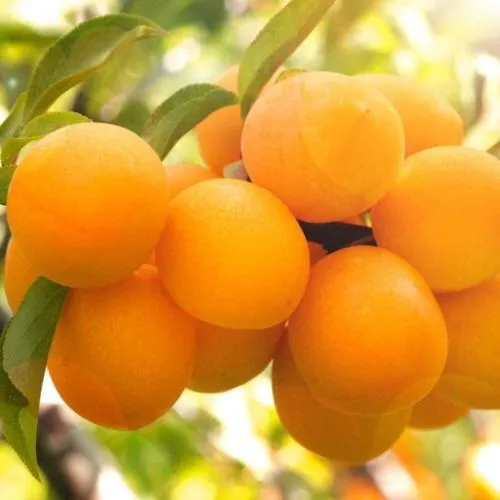 Слива МАРА  Слива МАРА в Калининграде