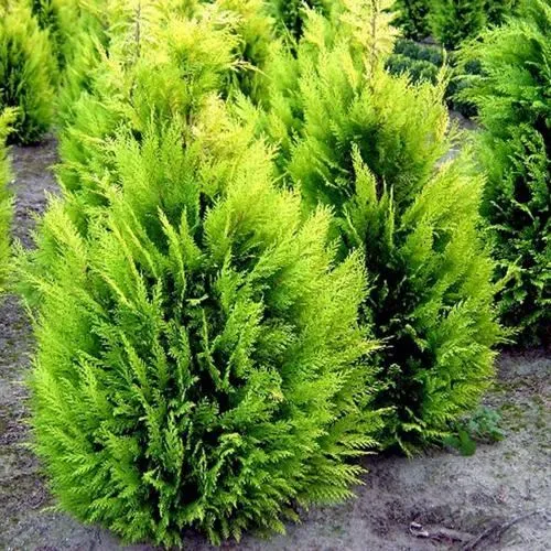 Кипарисовик ИВОНЕ лавсана  Кипарисовик ИВОНЕ лавсана в Калининграде