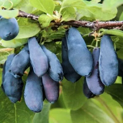 Саженцы жимолости оптом в Калининграде