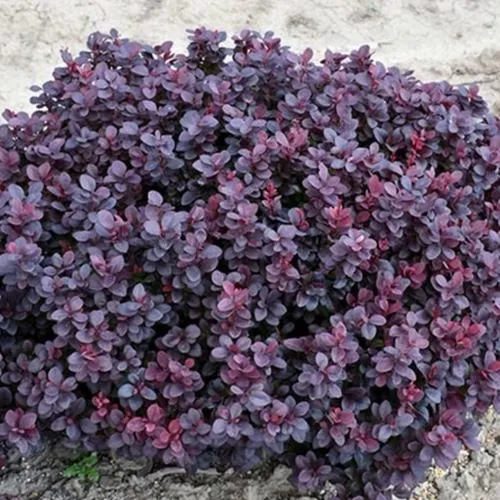 Барбарис КОНКОРД тунберга  Барбарис КОНКОРД тунберга в Калининграде