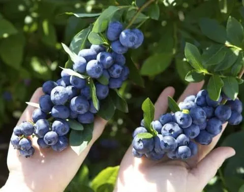 Голубика садовая — источник полезностей. Правильная посадка — залог хорошего урожая