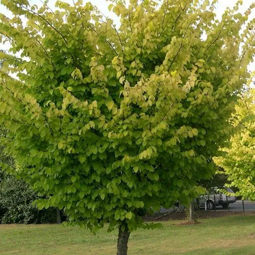 Вяз обыкновенный  Вяз обыкновенный в Калининграде