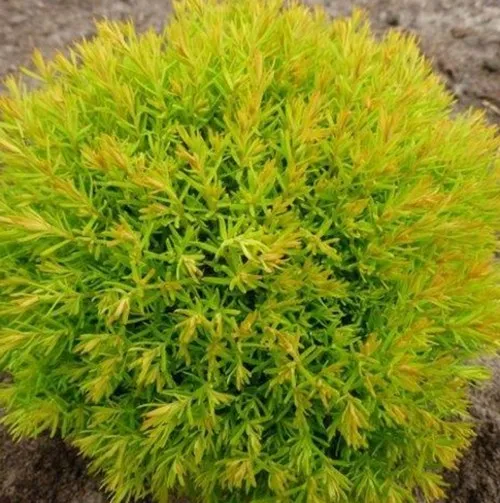 Туя АННИЕК западная в Калининграде