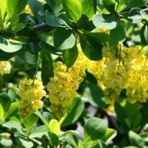 Барбарис ИНДИАН САММЕР   Барбарис ИНДИАН САММЕР  в Калининграде