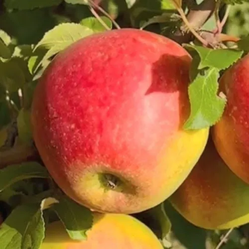 Яблоня САКАВИТА  Яблоня САКАВИТА в Калининграде