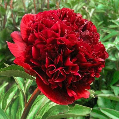 Пион РЕД ГРЕЙС травянистый  Пион РЕД ГРЕЙС травянистый в Калининграде