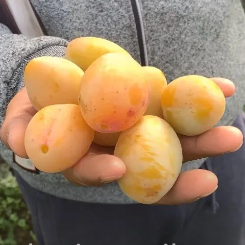 Слива ЯХОНТОВАЯ  Слива ЯХОНТОВАЯ в Калининграде