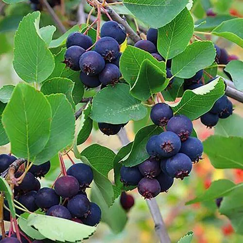 Ирга THIESSEN в Калининграде