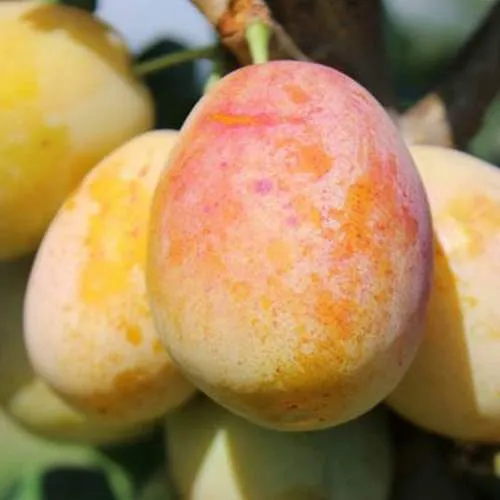 АПРИМИРА  АПРИМИРА в Калининграде