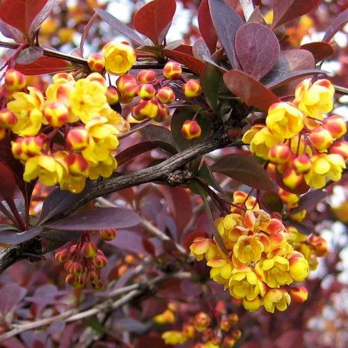 Барбарис СУПЕРБА оттавский   Барбарис СУПЕРБА оттавский  в Калининграде