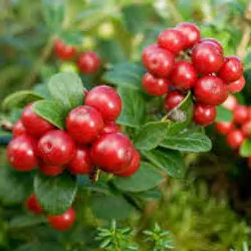 Брусника садовая РУНО БЕЛЯВСКИ  Брусника садовая РУНО БЕЛЯВСКИ в Калининграде