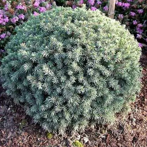 Ель ЭХИНИФОРМИС сизая  Ель ЭХИНИФОРМИС сизая в Калининграде