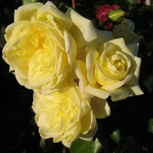 Саженцы роз КАЗИНО плетистая  Саженцы роз КАЗИНО плетистая в Калининграде