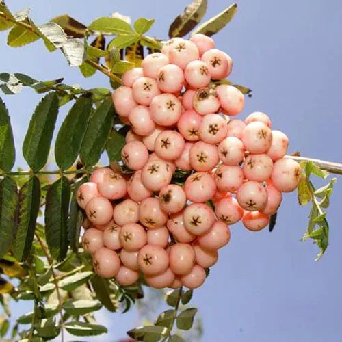 Рябина ПИНК ВЕЙЛ  Рябина ПИНК ВЕЙЛ в Калининграде