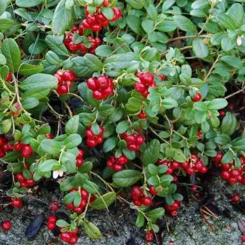 Брусника ЭРТЕЗЕГЕН  Брусника ЭРТЕЗЕГЕН в Калининграде