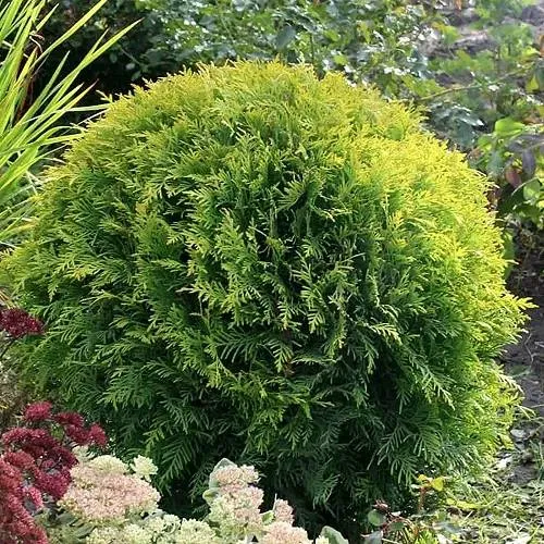 Туя ЕЛЛОУ ГЛОБ западная  Туя ЕЛЛОУ ГЛОБ западная в Калининграде