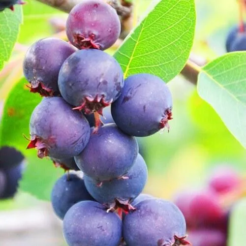 Ирга СМОУКИ в Калининграде