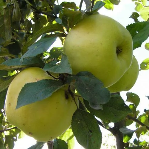 Яблоня АНТОНОВКА ОБЫКНОВЕННАЯ  Яблоня Антоновка Обыкновенная в Калининграде