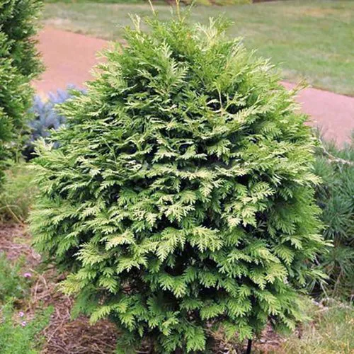 Туя ВАРЕАНА ЛЮТЕСЦЕНС западная в Калининграде