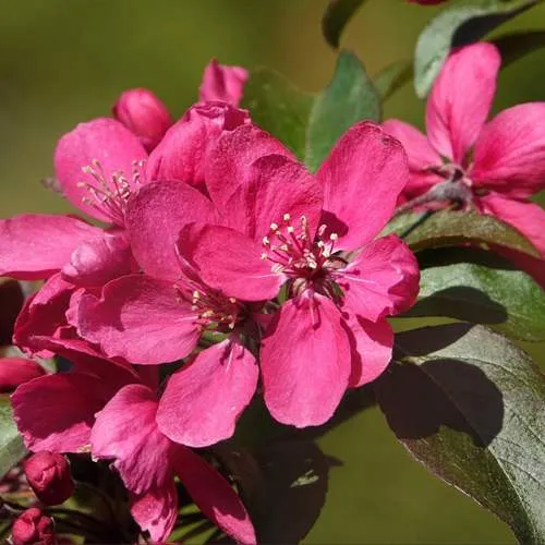 Яблоня НЕДЗВЕЦКОГО  Яблоня НЕДЗВЕЦКОГО в Калининграде