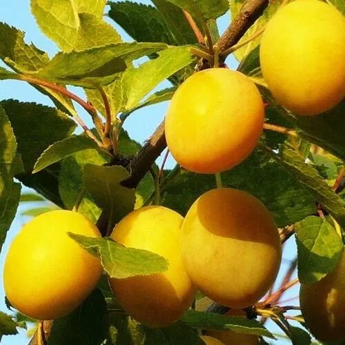 Слива Золотая капля Слива Золотая капля