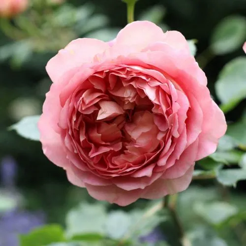 Саженцы роз РИДЖЕНТС ПАРК чайно-гибридная  Саженцы роз РИДЖЕНТС ПАРК чайно-гибридная в Калининграде