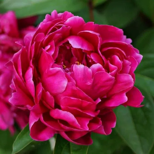 Пион ЛУИ ВАН-ГУТТ травянистый  Пион ЛУИ ВАН-ГУТТ травянистый в Калининграде