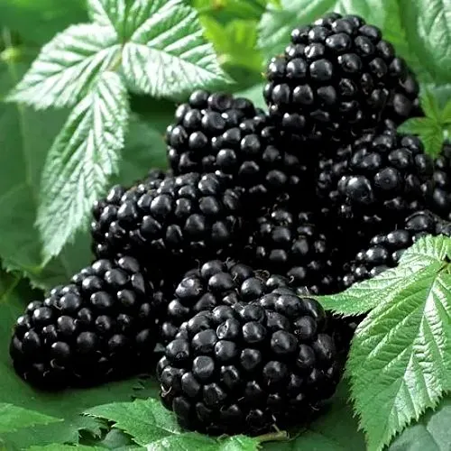 Ежевика БЛЭК БЬЮТИ  Ежевика БЛЭК БЬЮТИ в Калининграде