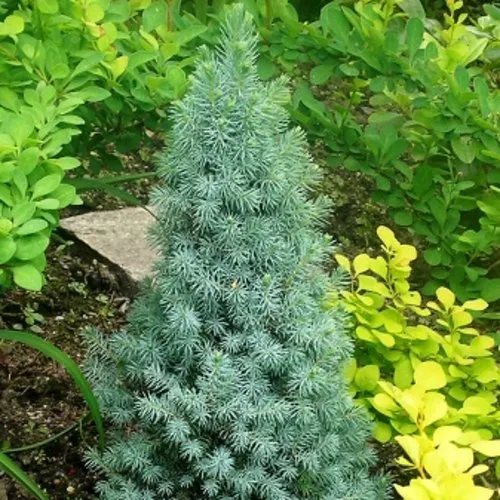 Ель КОНИКА сизая  Ель КОНИКА сизая в Калининграде