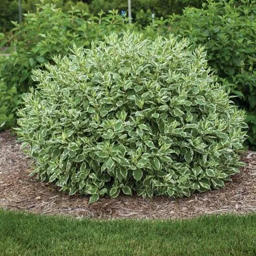 Дерен ЭЛЕГАНТИССИМА белый  Дерен ЭЛЕГАНТИССИМА белый в Калининграде