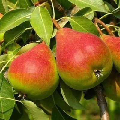 Саженцы груши оптом в Калининграде