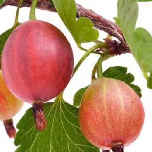 Крыжовник ЯРКИЙ  Крыжовник ЯРКИЙ в Калининграде