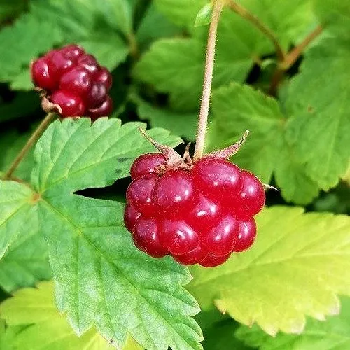 Княженика АННА  Княженика АННА в Калининграде