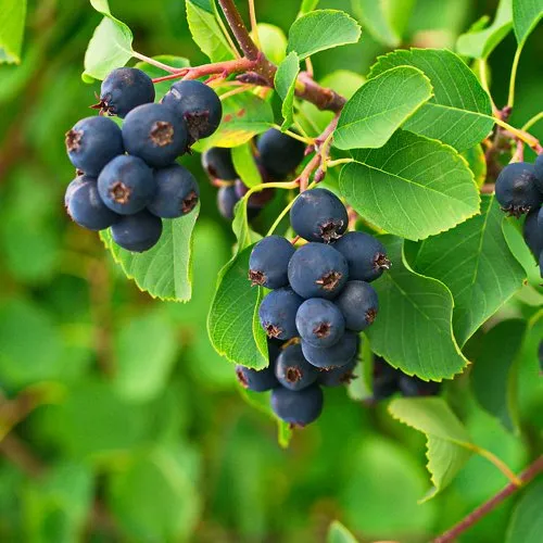 Ирга КОЛОСИСТАЯ в Калининграде