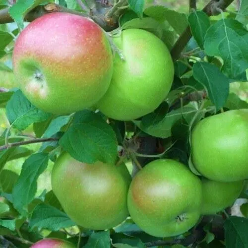 Яблоня НАВАВИТА в Калининграде