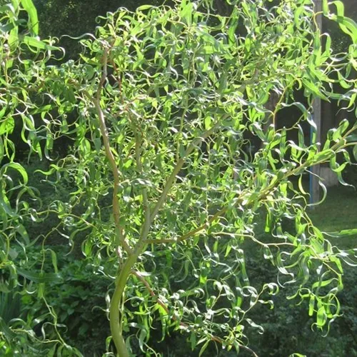 Ива МАТСУДАНА  Ива МАТСУДАНА в Калининграде