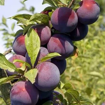 Поздняя  Поздняя в Калининграде