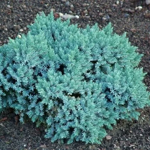 Можжевельник БЛЮ СТАР чешуйчатый  Можжевельник БЛЮ СТАР чешуйчатый в Калининграде