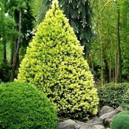 Ель РЕЙНБОУЗ ЭНД сизая  Ель РЕЙНБОУЗ ЭНД сизая в Калининграде