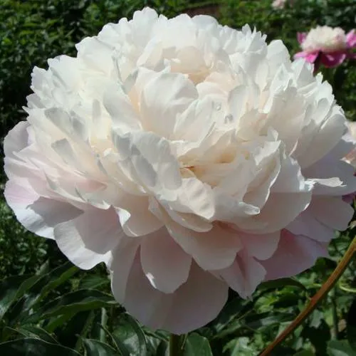 Пион ВОГ травянистый  Пион ВОГ травянистый в Калининграде