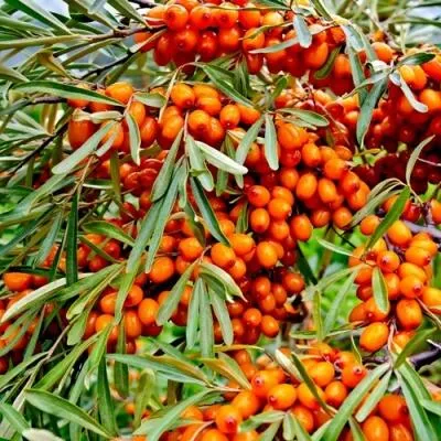 Саженцы облепихи оптом в Калининграде