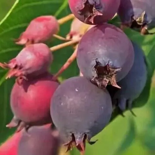 Ирга MANDAN  Ирга MANDAN в Калининграде