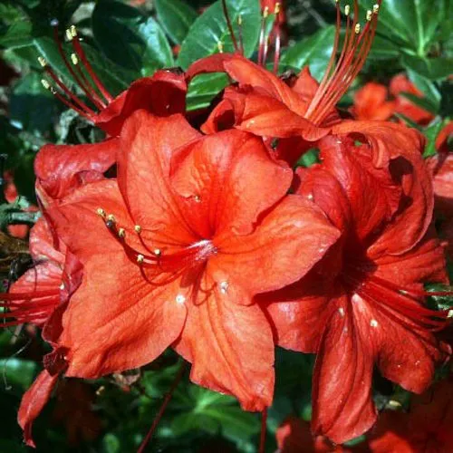 Азалия ДОЛОРОСО листопадная  Азалия ДОЛОРОСО листопадная в Калининграде