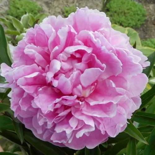 Пион РИМ травянистый  Пион РИМ травянистый в Калининграде